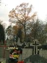 Cmentarz w Kobyłce (17)