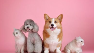 Tłuszcz - bezpłatna sterylizacja i kastracja oraz czipowanie psów właścicielskich