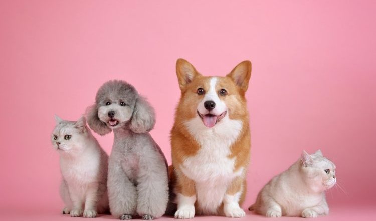 Tłuszcz - bezpłatna sterylizacja i kastracja oraz czipowanie psów właścicielskich