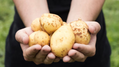 Rejestracja producentów ziemniaków