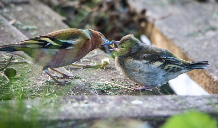 Mądre dokarmianie ptaków