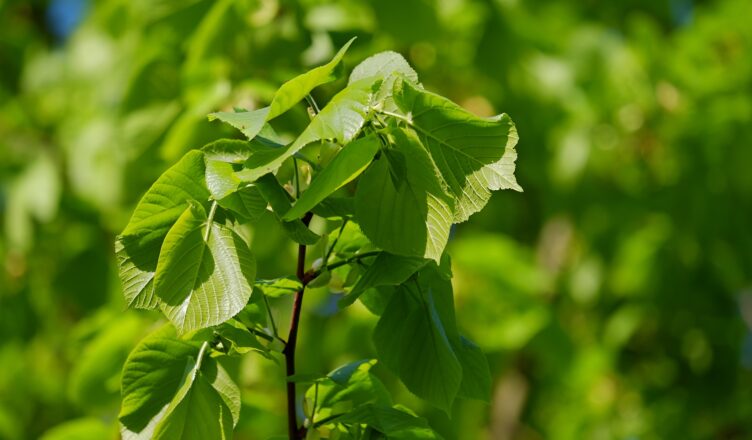 Zielona przestrzeń - rozwój i modernizacja terenów zieleni w mieście Ząbki