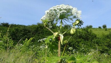 Barszcz Sosnowskiego