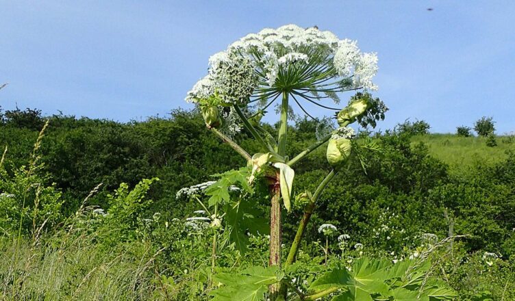Barszcz Sosnowskiego