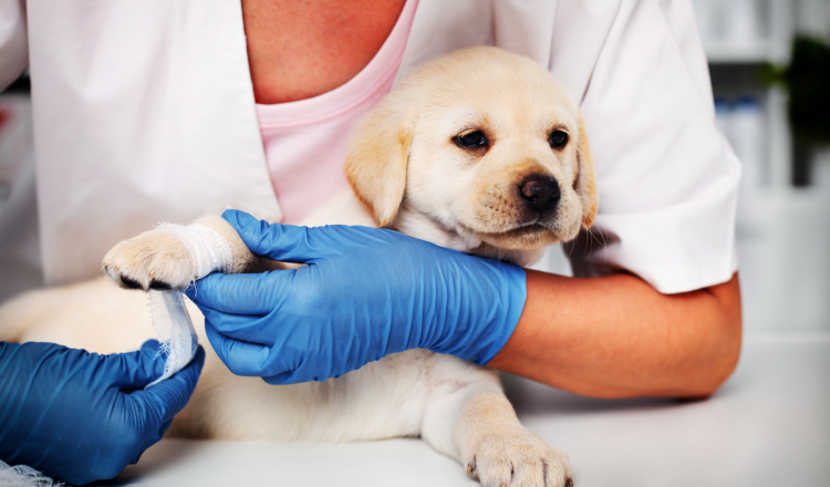 Duży przetarg na ochronę zwierząt w Markach