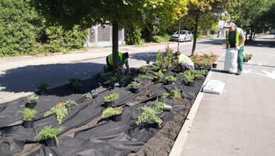 Ulica Kilińskiego w Zielonce z nową roślinnością