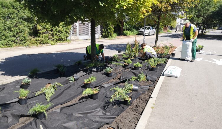 Ulica Kilińskiego w Zielonce z nową roślinnością