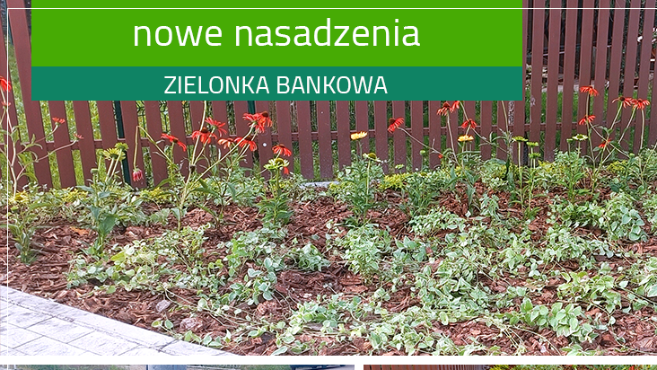 Zielonych działań Zielonki ciąg dalszy