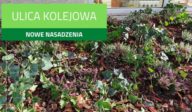 Ulica Kolejowa w Zielonce coraz bardziej się zieleni