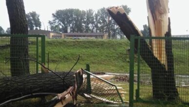 Znikną topole znad trybun OSiR Wołomin