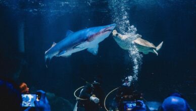 Co trzeba zakupić do akwarium morskiego?