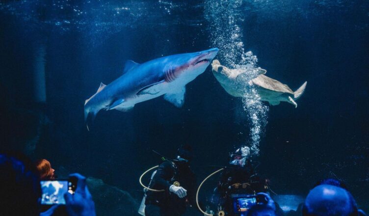 Co trzeba zakupić do akwarium morskiego?