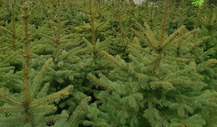 Choinki za elektroodpady - ekologiczne święta 2024.