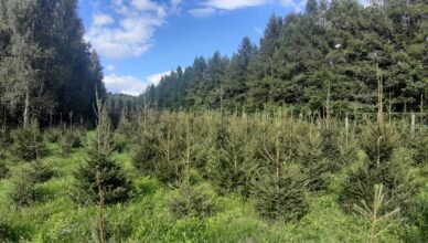 Nadleśnictwo Drewnica zaprasza do zakupu choinek