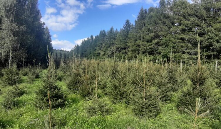 Nadleśnictwo Drewnica zaprasza do zakupu choinek