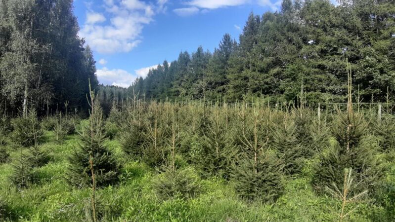 Nadleśnictwo Drewnica zaprasza do zakupu choinek