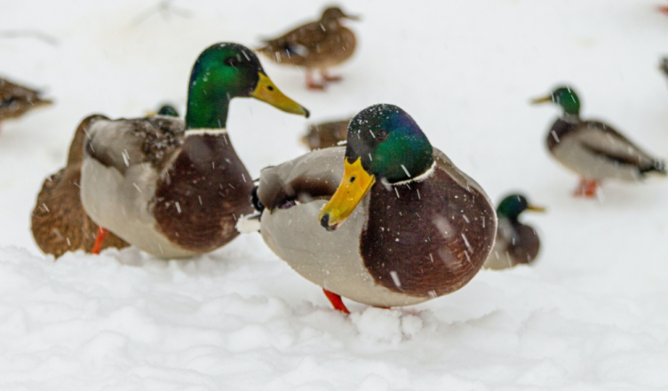 UM Zielonka dokarmia kaczki