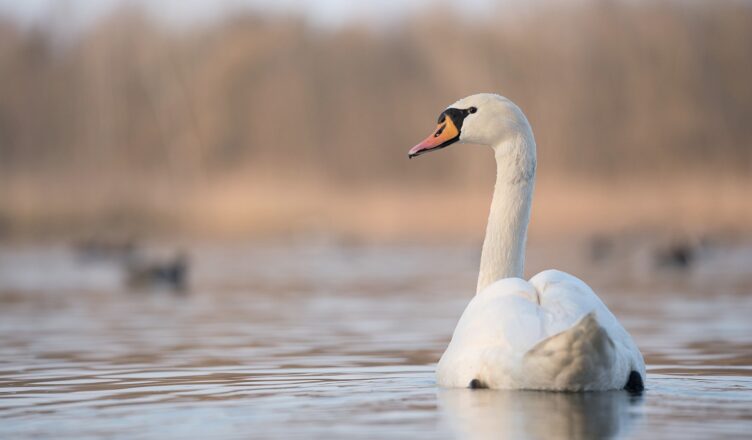 Zimowanie łabędzi