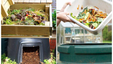 zwolnienia kompostownikowego