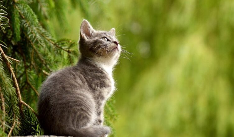 Wścieklizna atakuje - zaszczep swojego kota