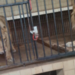 29-latek próbował wtargnąć na wybieg dla lwów