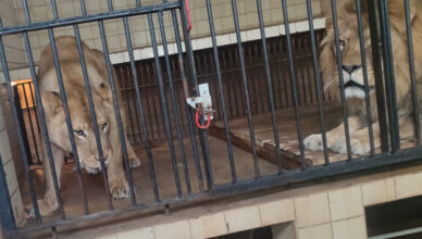 29-latek próbował wtargnąć na wybieg dla lwów