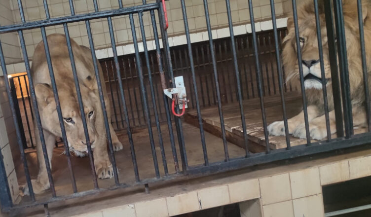 29-latek próbował wtargnąć na wybieg dla lwów