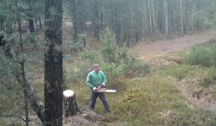 Nielegalnie wycinał drzewa w Nadleśnictwie Drewnica