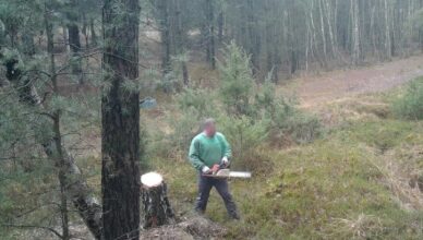 Nielegalnie wycinał drzewa w Nadleśnictwie Drewnica