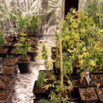 Plantacja marihuany w domu jednorodzinnym