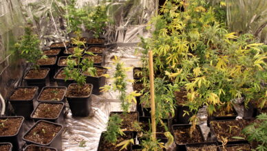 Plantacja marihuany w domu jednorodzinnym