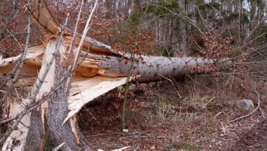 ostrzeżenie przed silnym wiatrem