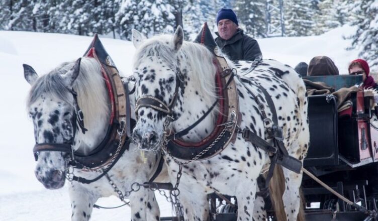Pijany woźnica z latarką na głowie w nieoświetlonym wozie konnym wiózł 16 osób