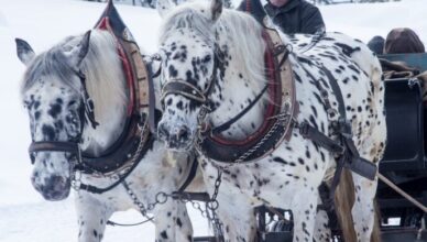 Pijany woźnica z latarką na głowie w nieoświetlonym wozie konnym wiózł 16 osób