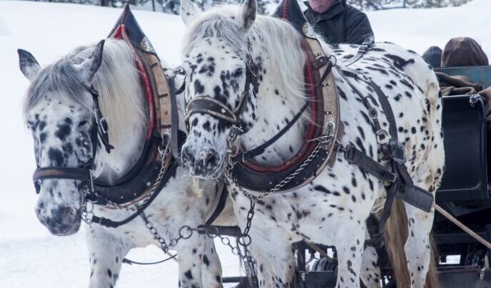 Pijany woźnica z latarką na głowie w nieoświetlonym wozie konnym wiózł 16 osób