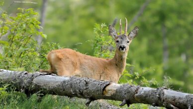 opieki nad zwierzętami wolno żyjącymi