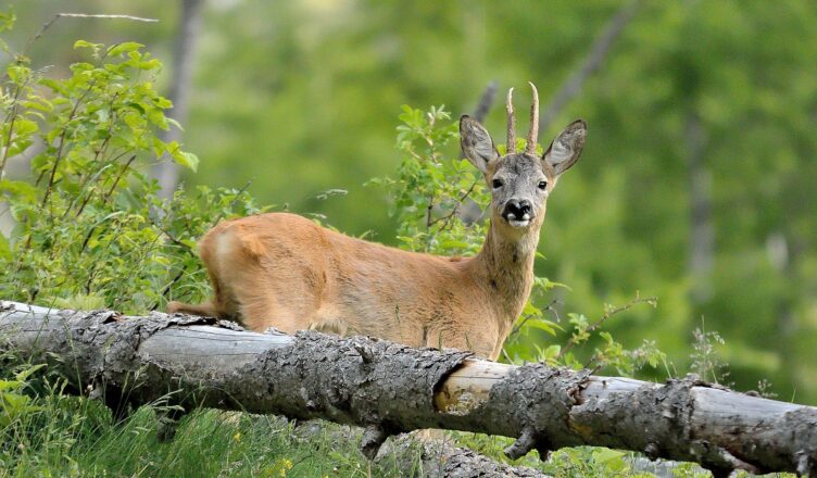 opieki nad zwierzętami wolno żyjącymi