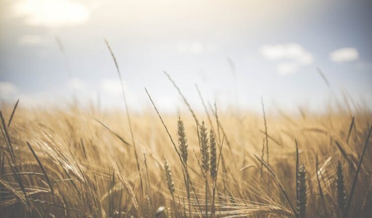 Modernizacja gospodarstw: dwa nabory wniosków w jednym terminie