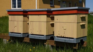 Gminna Pasieka "Klembowskie Pszczółki"