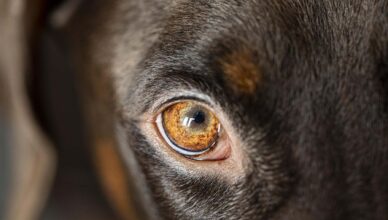 Za znęcanie się nad psem może grozić mu kara do 3 lat więzienia