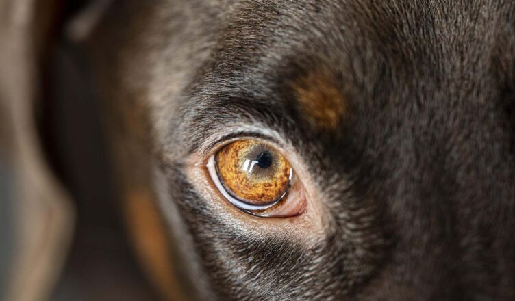 Za znęcanie się nad psem może grozić mu kara do 3 lat więzienia