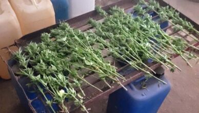 Policjanci zlikwidowali nielegalną plantację konopi i zabezpieczyli blisko 4 kilogramy marihuany