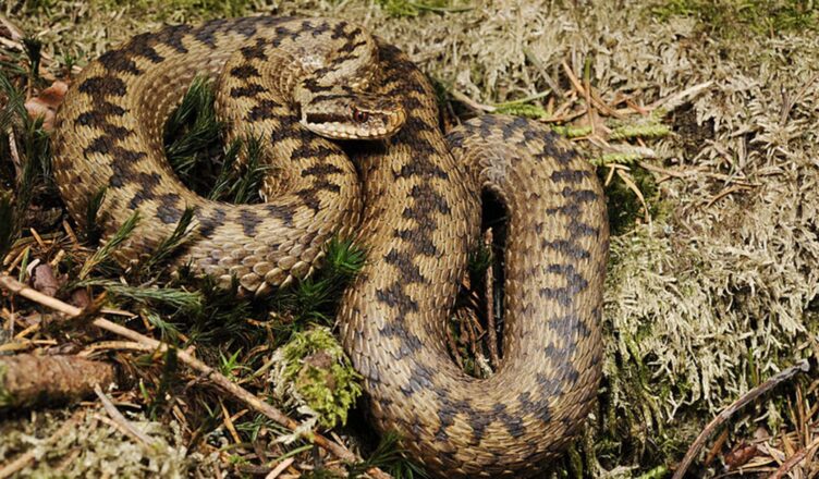 Jadowite żmije w lasach podwarszawskich