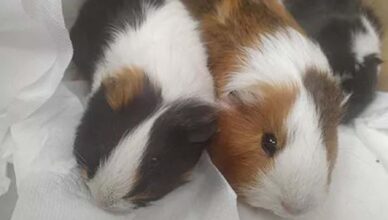 Świnki morskie wyrzucone na śmietnik