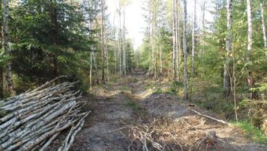 Możesz pozyskiwać drewno samowyrobem