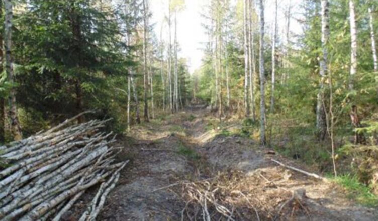 Możesz pozyskiwać drewno samowyrobem