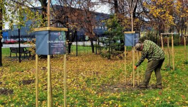 Jesienne nasadzenia w Markach