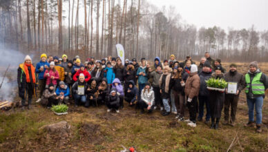 Wołomin: Młode dęby, brzozy, świerki już rosną