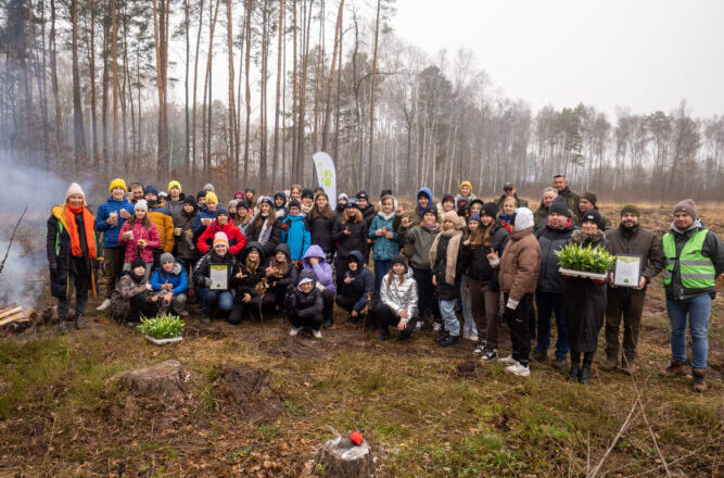 Wołomin: Młode dęby, brzozy, świerki już rosną