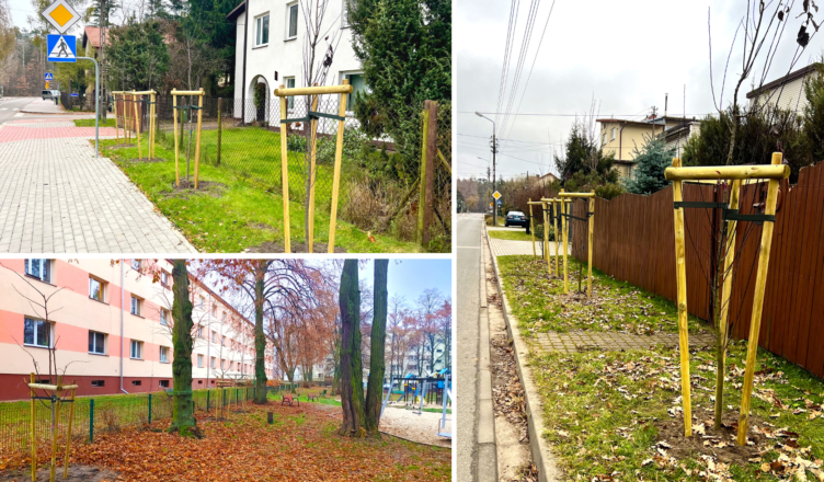 Zielonka - ostatnie nasadzenia drzew w tym roku